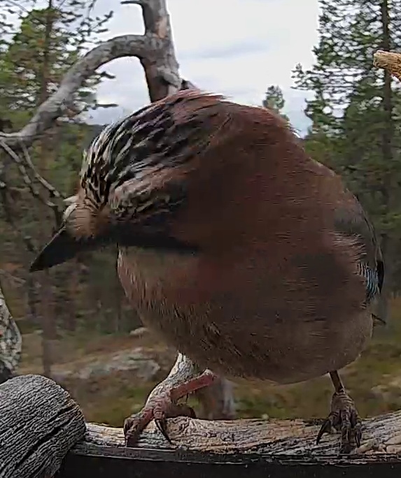 Best image of Eurasian jay