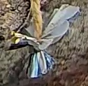Best image of Azure tit