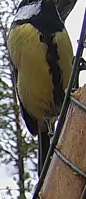 Best image of Great tit