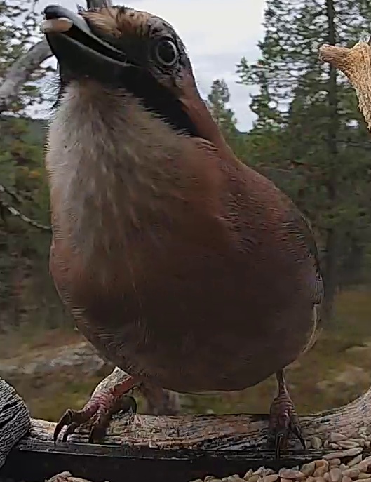 Best image of Eurasian jay