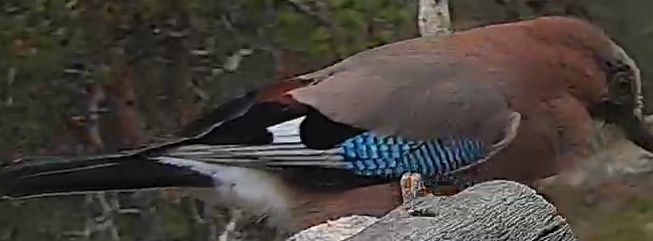Best image of Eurasian jay