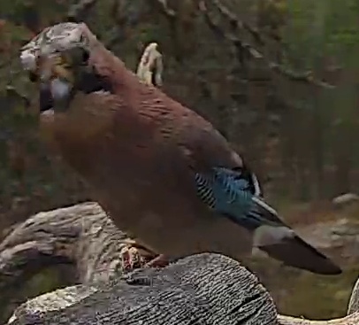 Best image of Eurasian jay