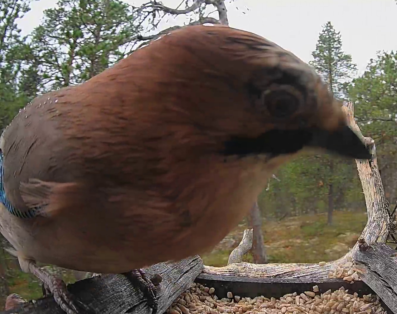 Best image of Eurasian jay