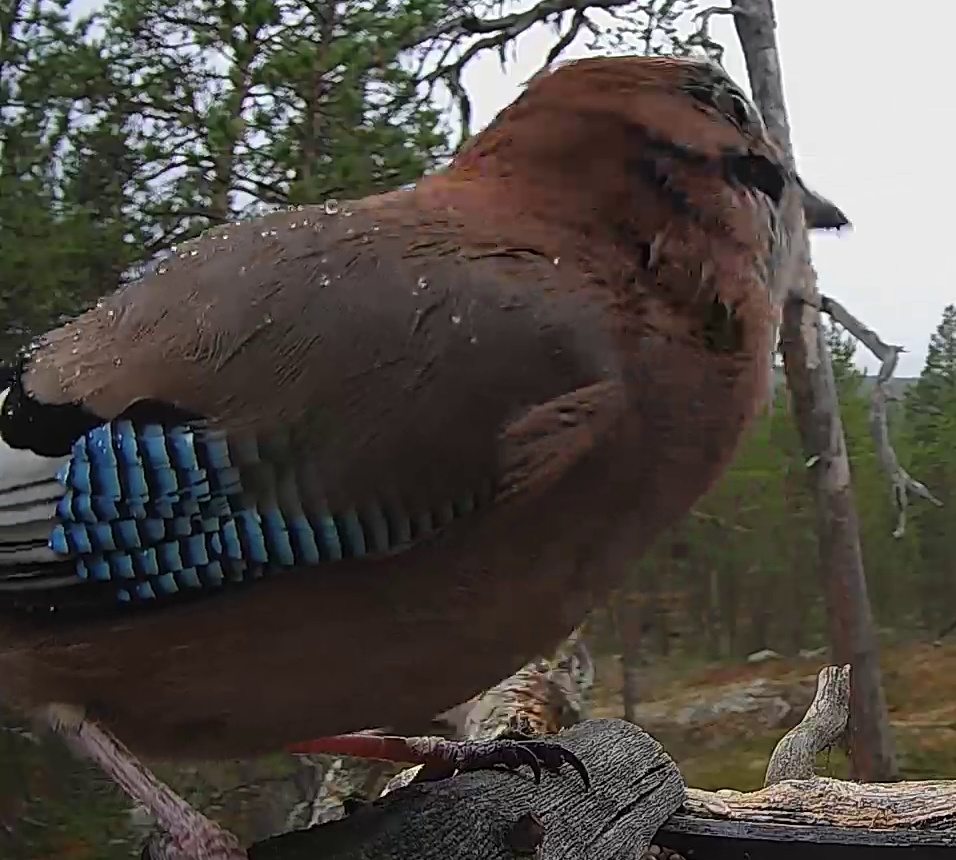 Best image of Eurasian jay