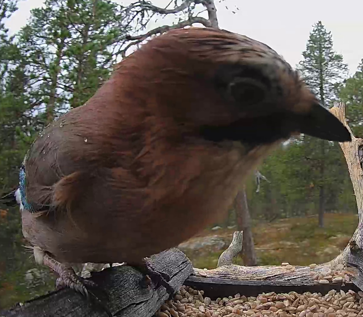 Best image of Eurasian jay