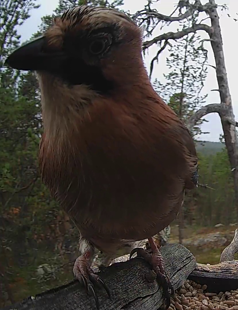 Best image of Eurasian jay