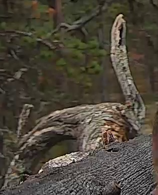 Best image of Helmeted guineafowl