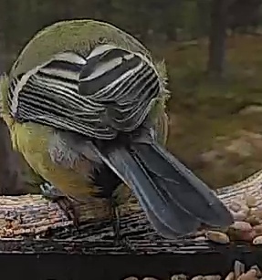 Best image of Great tit