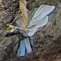 Best image of Short-toed snake eagle