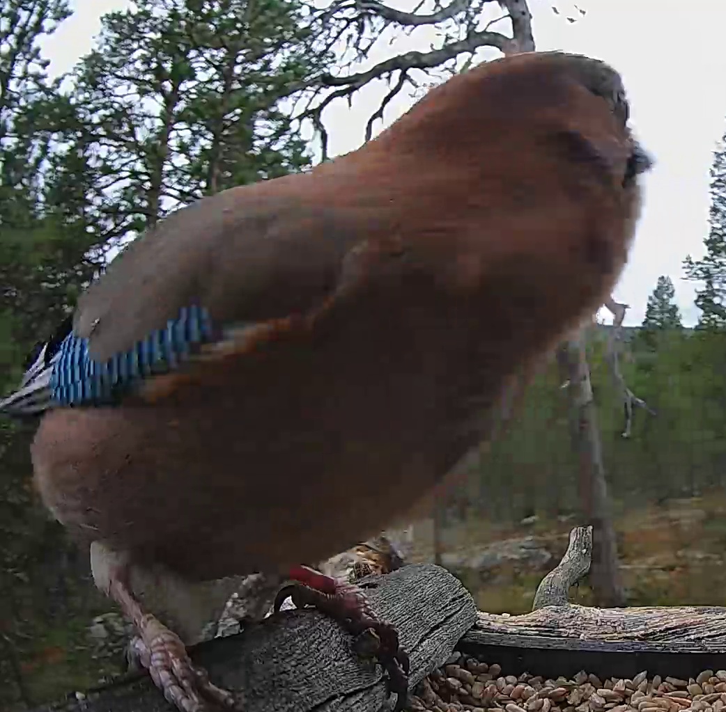 Best image of Eurasian jay