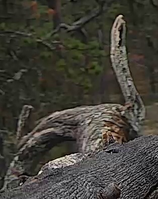 Best image of Helmeted guineafowl