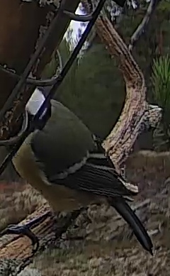 Best image of Great tit