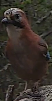 Best image of Eurasian jay