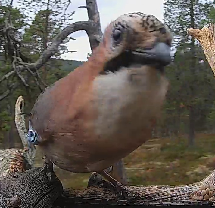 Best image of Eurasian jay