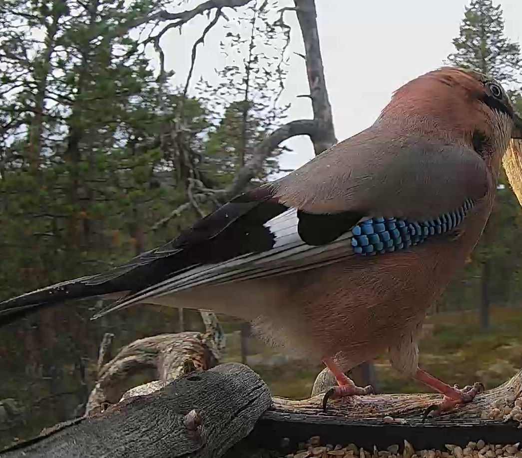 Best image of Eurasian jay