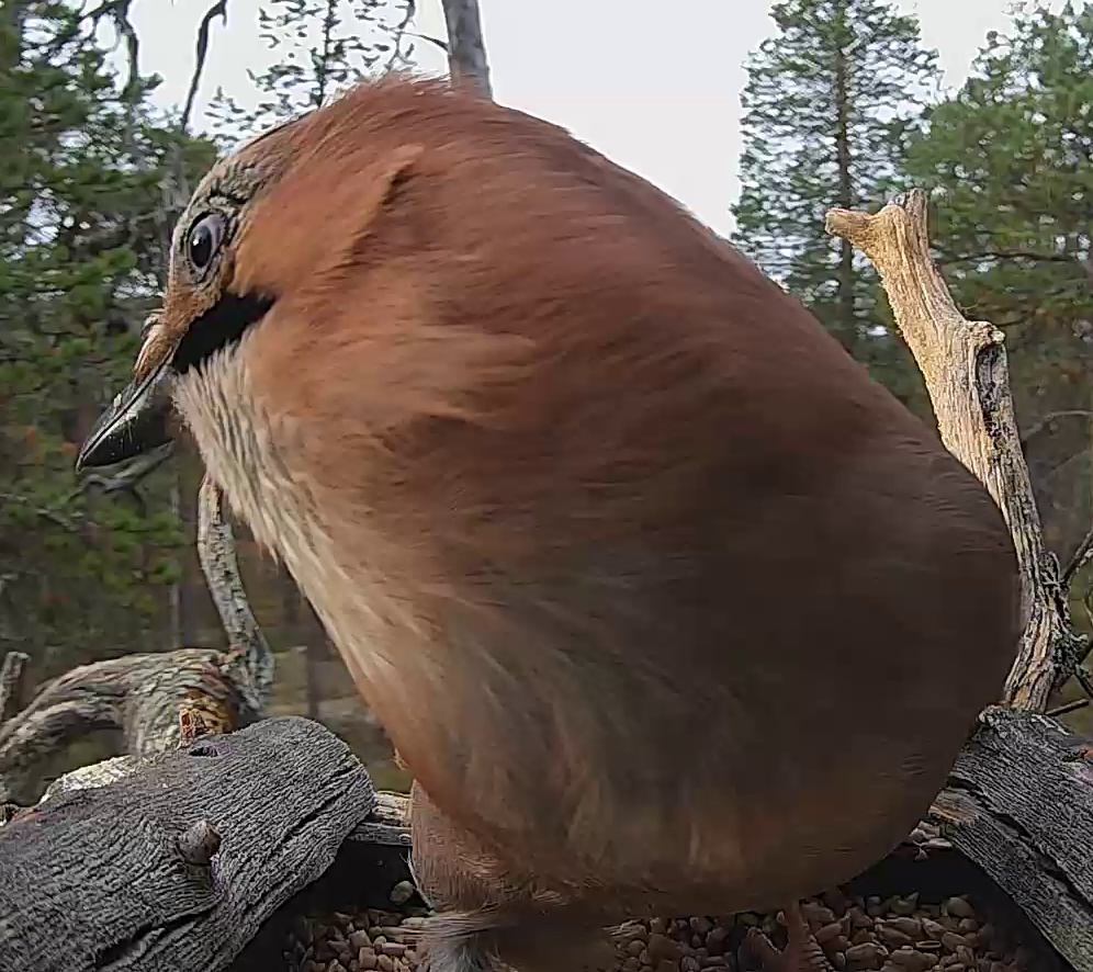 Best image of Eurasian jay