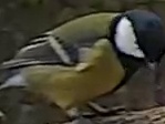 Best image of Great tit