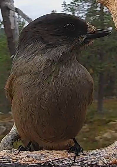 Best image of Siberian jay