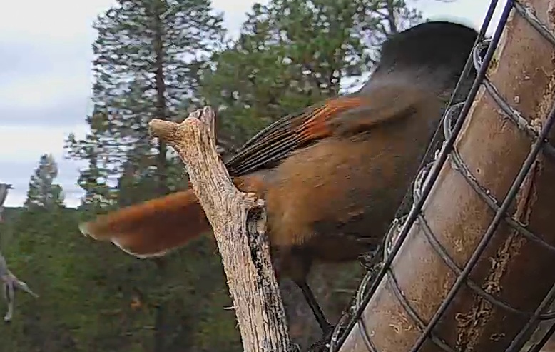 Best image of Siberian jay