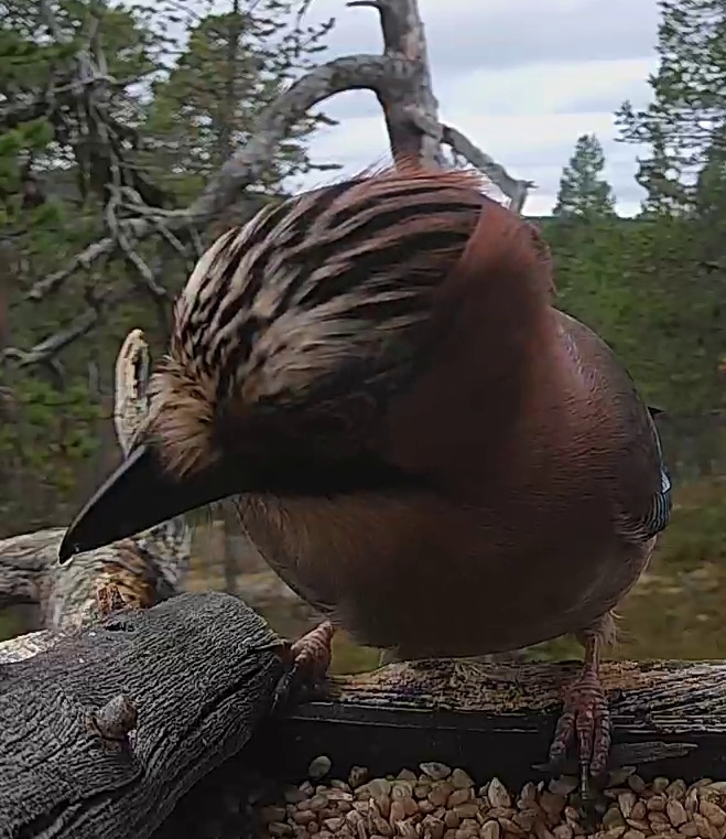 Best image of Eurasian jay