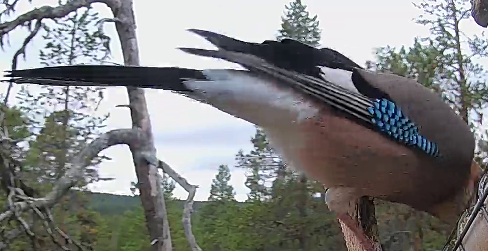 Best image of Eurasian jay