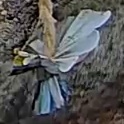 Best image of Grey heron