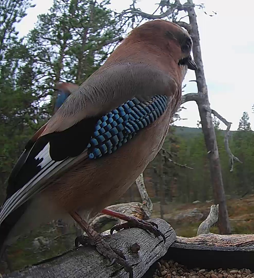 Best image of Eurasian jay