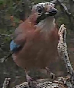Best image of Helmeted guineafowl