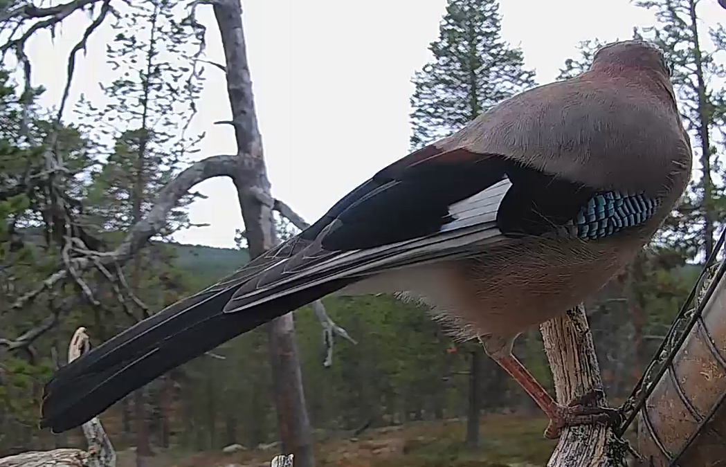 Best image of Eurasian jay