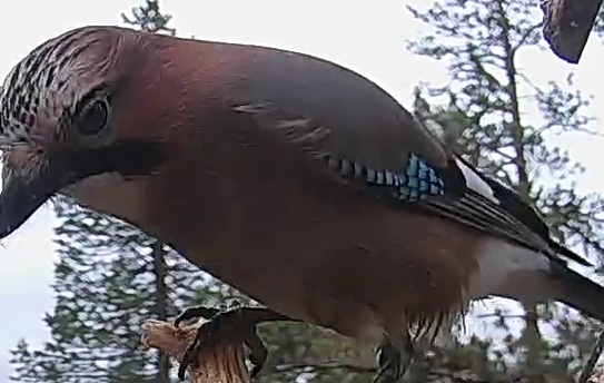 Best image of Eurasian jay