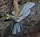 Best image of Azure tit