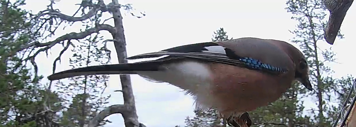 Best image of Eurasian jay