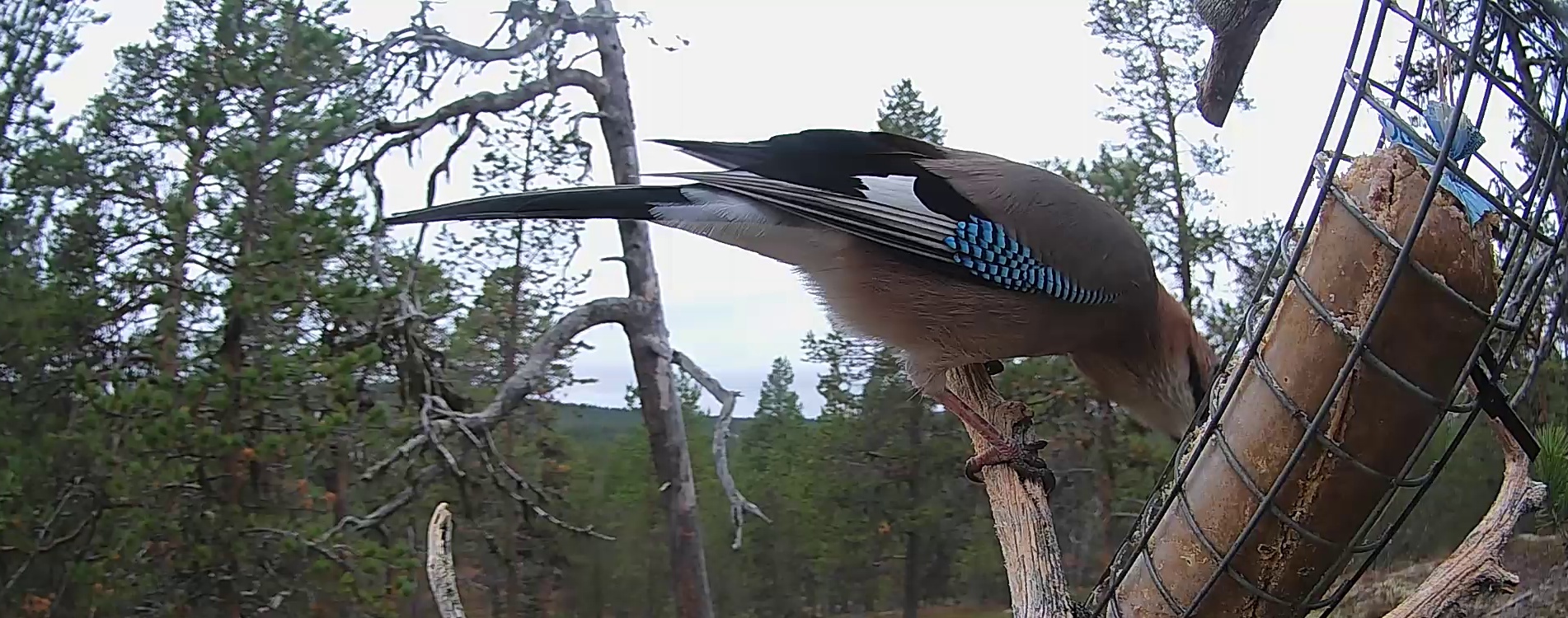 Best image of Eurasian jay