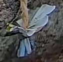 Best image of Azure tit