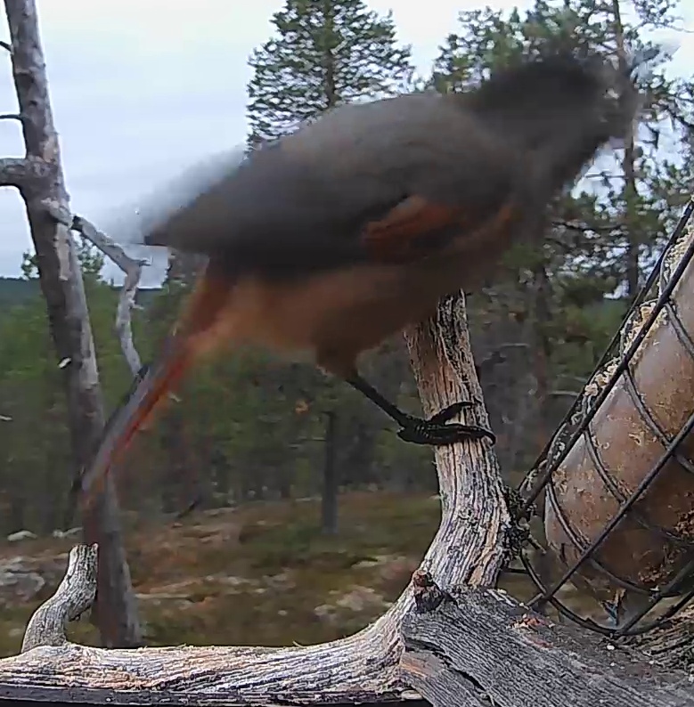 Best image of Siberian jay