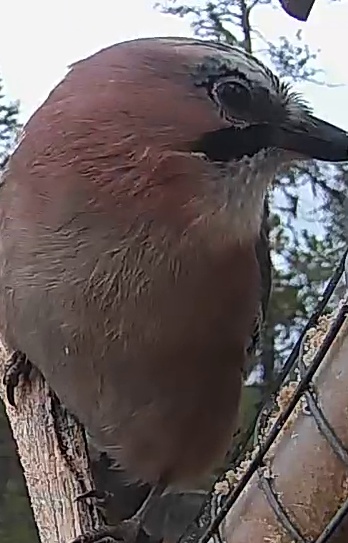 Best image of Eurasian jay