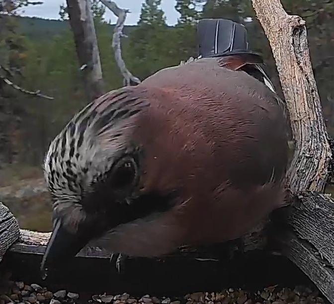Best image of Eurasian jay