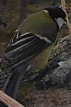 Best image of Great tit