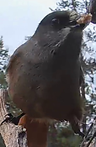 Best image of Common raven