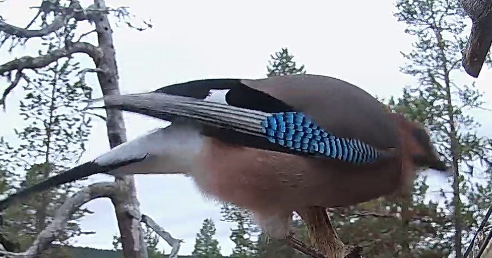 Best image of Eurasian jay