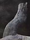 Best image of Pallid scops owl