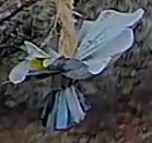 Best image of Grey heron