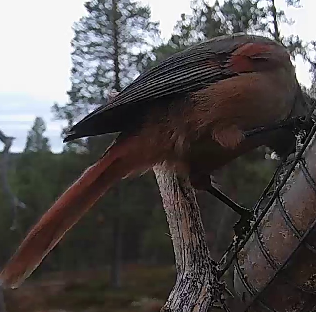 Best image of Siberian jay