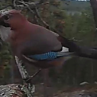 Best image of Eurasian jay