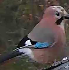 Best image of Eurasian jay