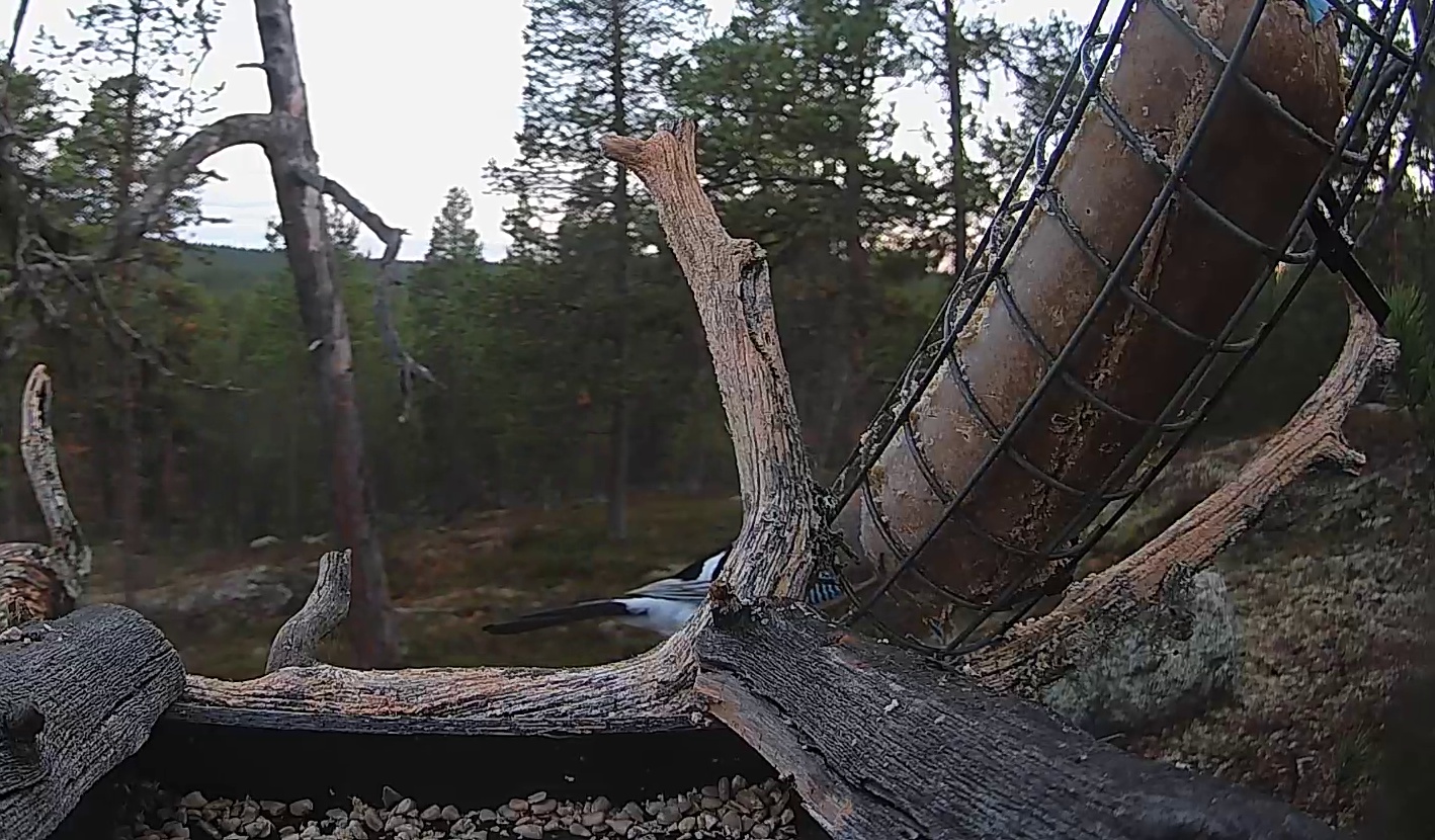 Best image of Eurasian jay