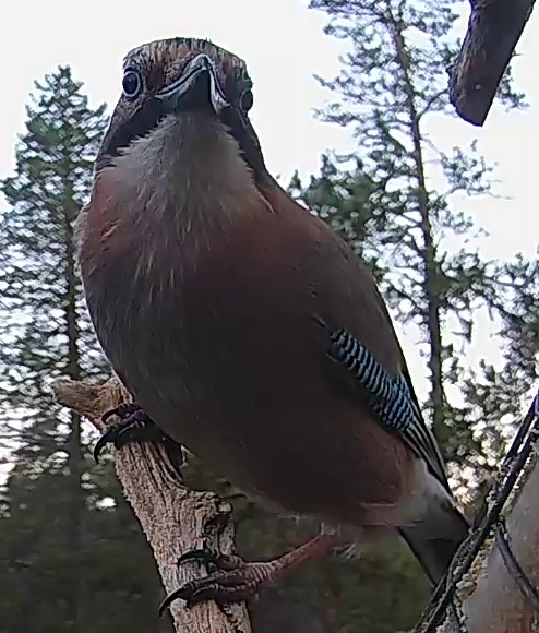 Best image of Eurasian jay