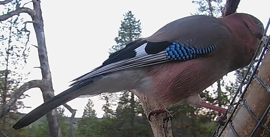 Best image of Eurasian jay