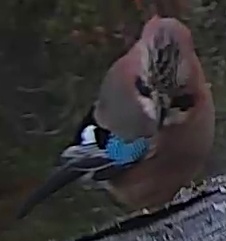 Best image of Eurasian jay