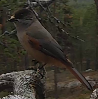 Best image of Siberian jay
